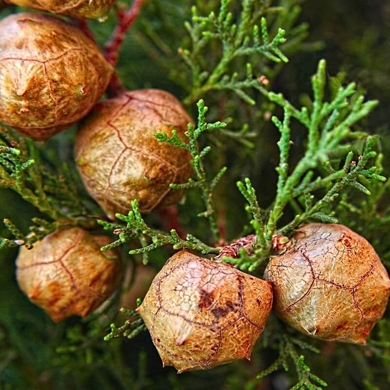 Cupressus sempervirens