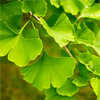 Extrakt z Ginkgo biloba