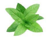 Extracto de hoja de menta