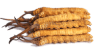 Cordyceps