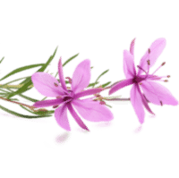 Maca Epilobio