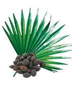 Serenoa repens